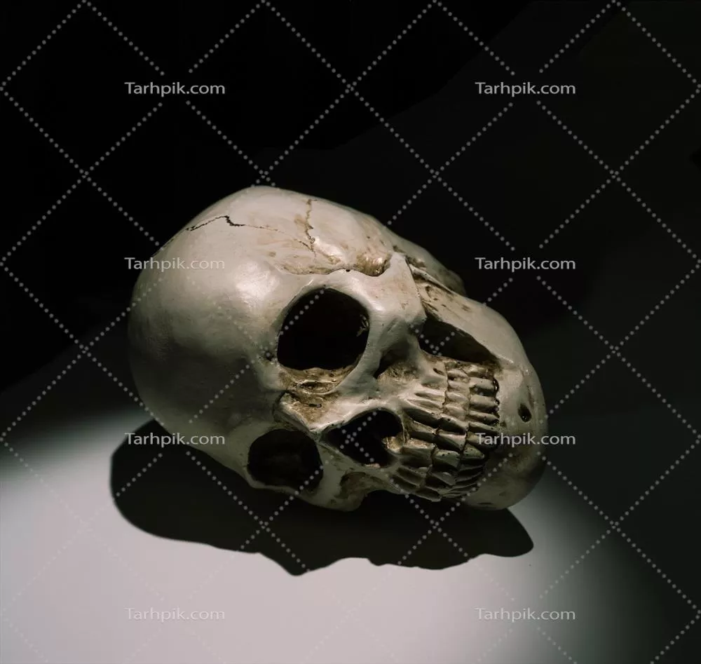 تحلیل و بررسی ساختار انسانی جمجمه و ویژگی‌های آن