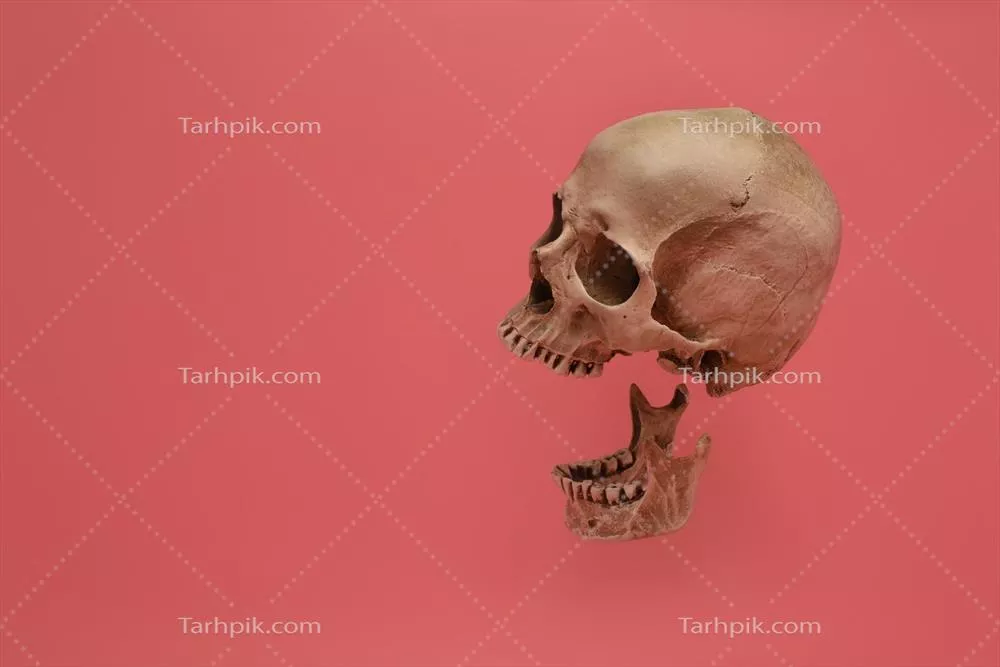 جمجمه انسانی جدا شده بر روی زمینه صورتی رنگ