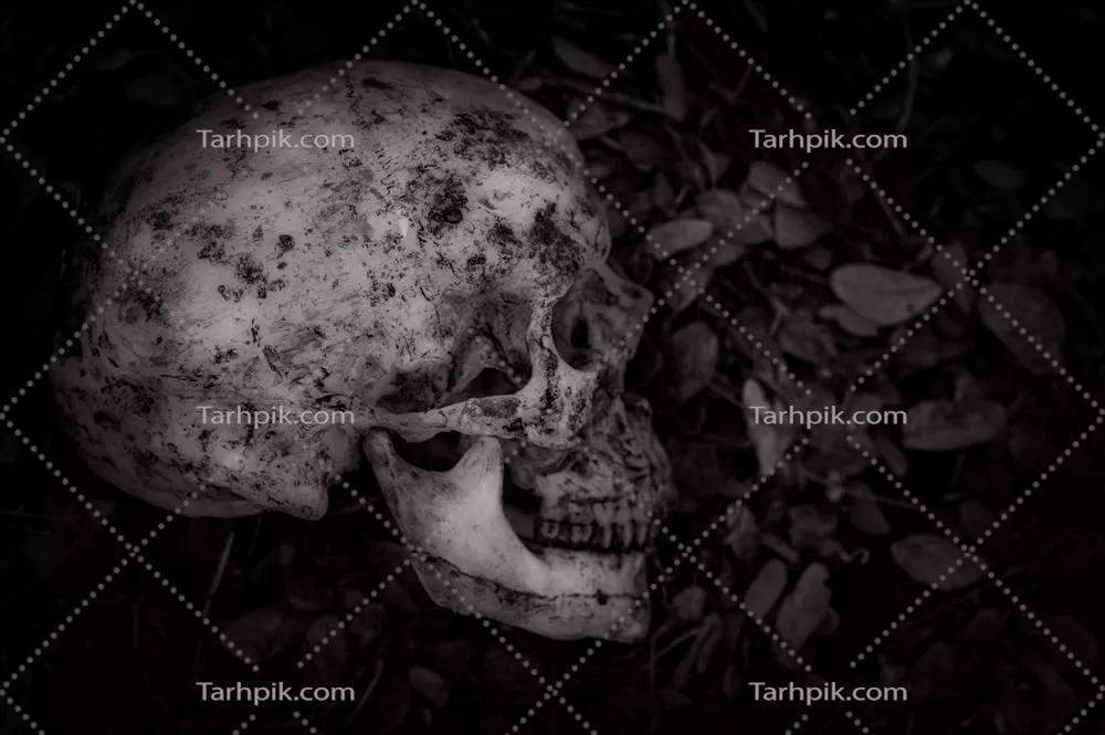 نقاشی سکونت زندگی از جمجمه انسانی که سال‌ها در خاک دفن شده است