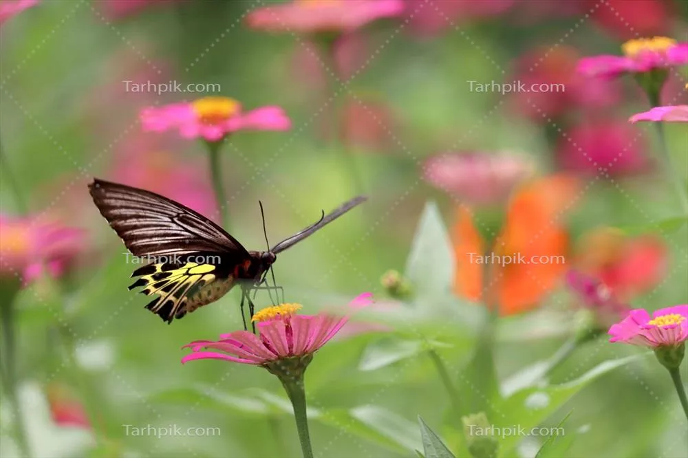 پروانه‌های رنگارنگ در یک باغ تابستانی با گل‌های زیبای زینیا