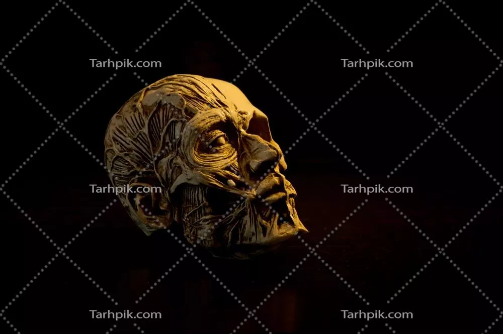 تصویرسازی ایستا از جمجمه انسان بر روی پسزمینه سیاه - هنر و زیبایی شناسی