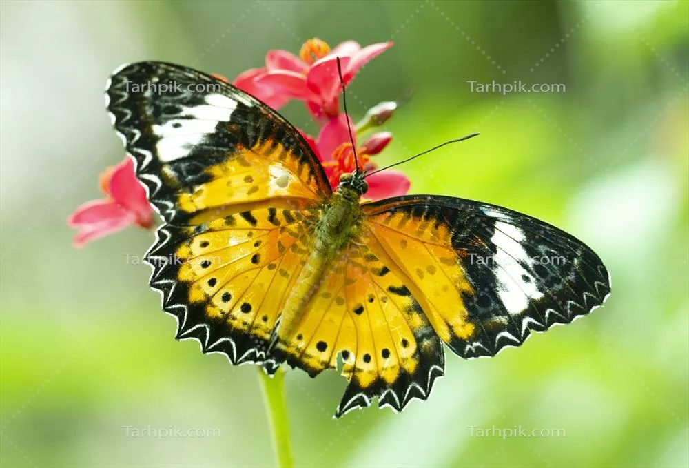 پروانه لسی‌لکی ببر با نام علمی Cethosia cyanae روی گل قرمز