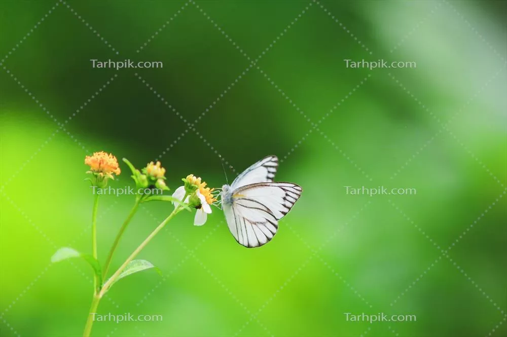 زیبایی پروانهها در طبیعت تایلند و جستجوی آنها برای شهد گلها