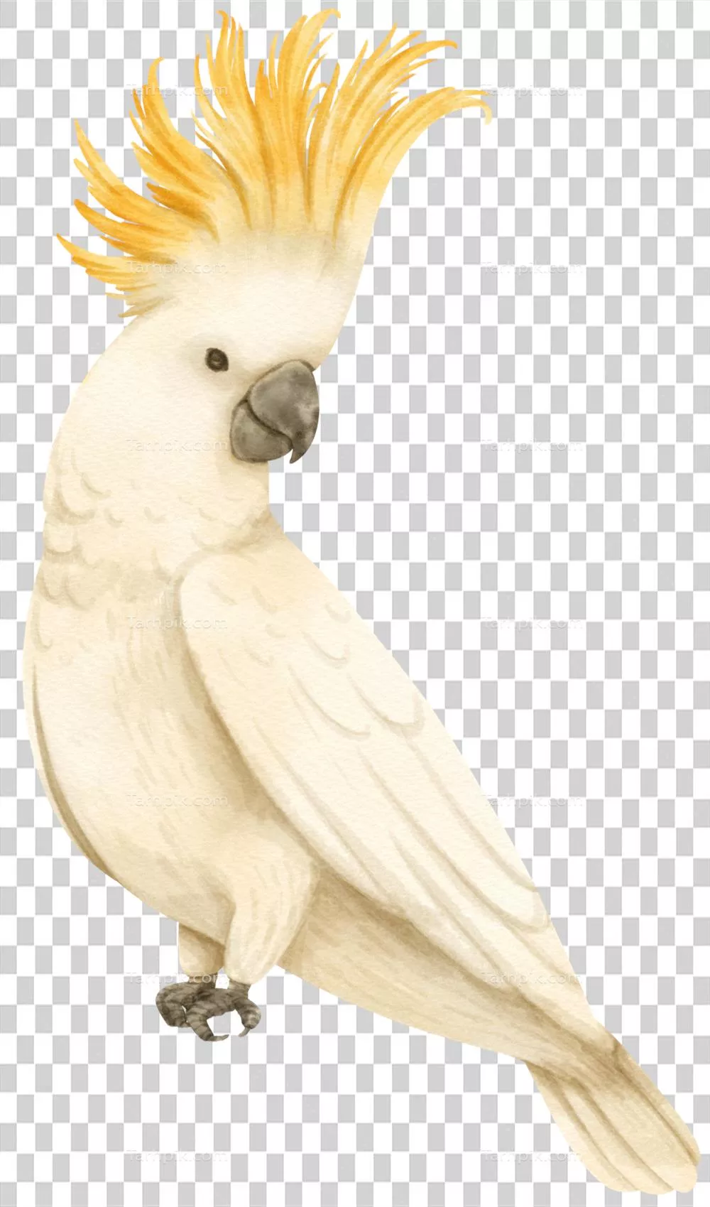 تصویرسازی آبرنگی از ککاتوهای زردپری با پرهای زیبای براق