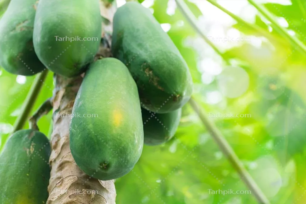 مجموعهای از میوههای سبز و تازه پاپایا آویزان از شاخه درختچه پاپایا برای مفهوم تغذیه سالم