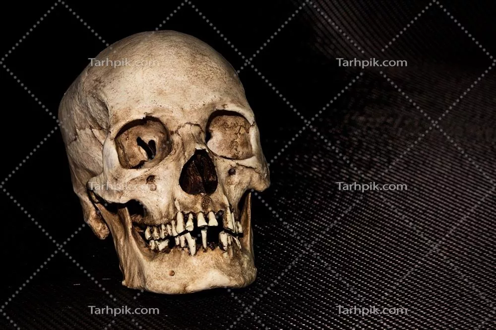 اسکلت انسانی: skull و سر انسان به تنهایی بر روی پسزمینه سیاه