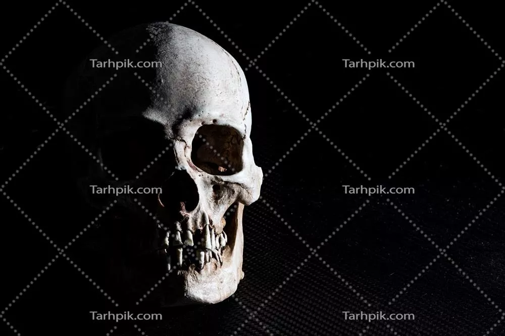 جمجمه انسان: نمای جداگانه و ایزوله‌شده بر روی زمینه مشکی