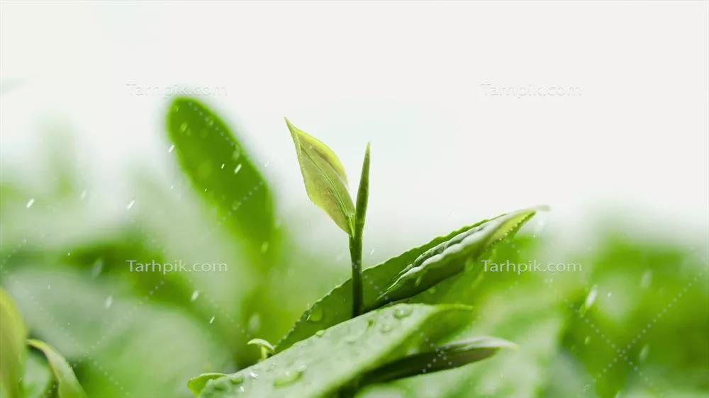 نکات واقعی درباره چای: تصاویری از برگ چای بر روی پس زمینه