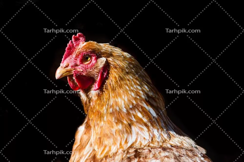 پرتره ای از مرغ قرمز بر روی پس زمینه سیاه که به خوبی نمایان است
