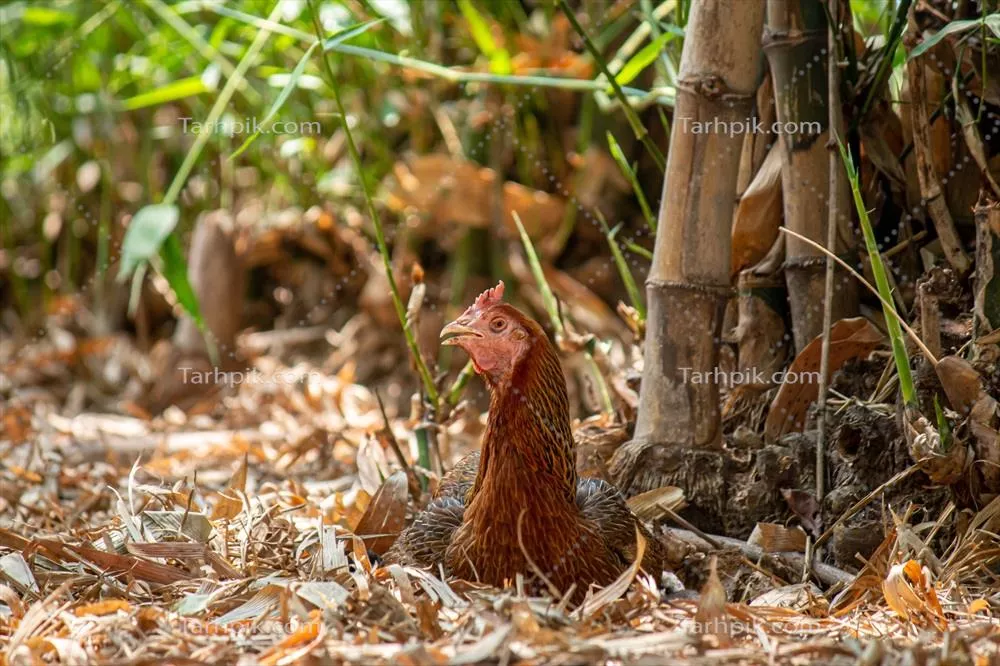 تصویر نزدیک از مرغ در مزرعه: زیبایی و زندگی حیوانات