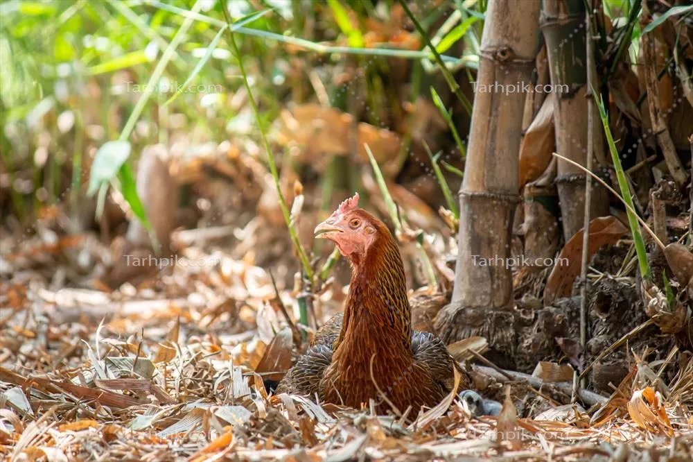 نمای نزدیک از مرغ در مزرعه: زیبایی و جزئیات پرورش طیور
