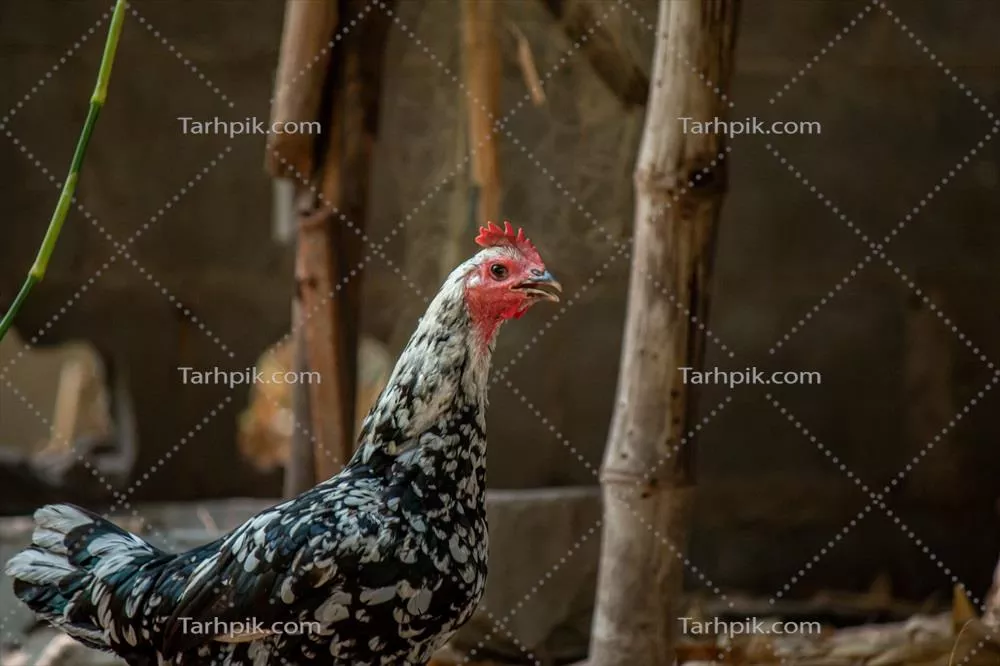 تصویر نزدیکی از مرغ در یک مزرعه، زیبایی و زندگی روستایی را به تصویر میکشد