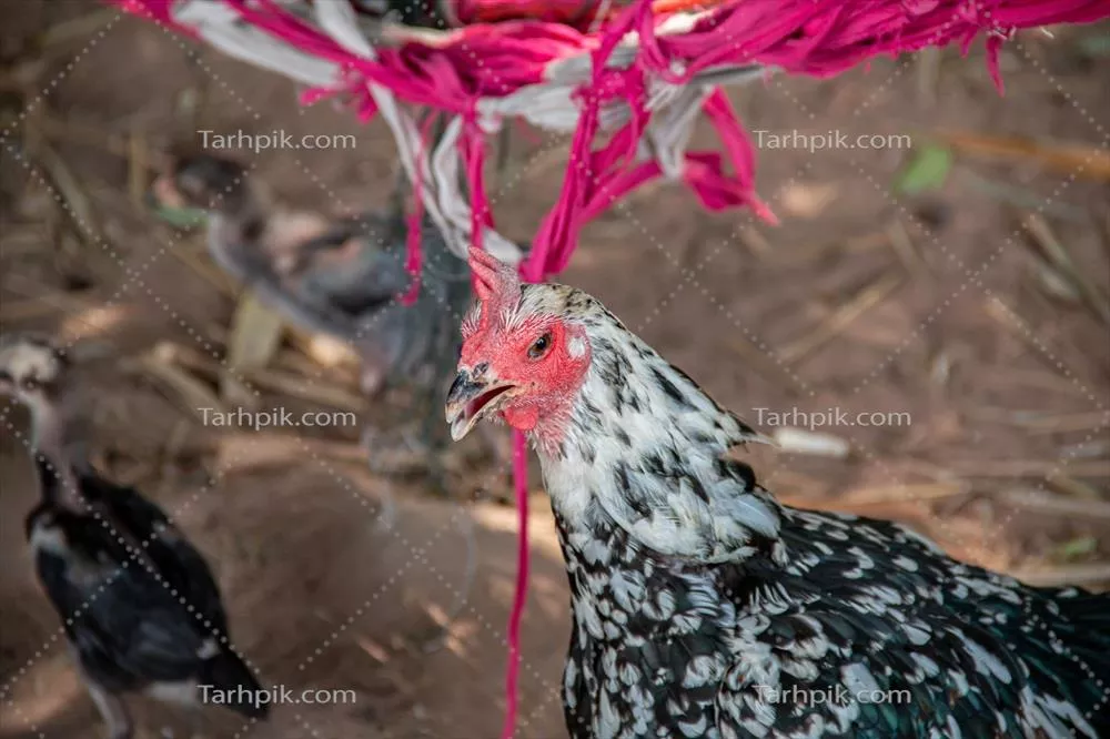 تصویر نزدیک از مرغ در مزرعه: زیبایی طبیعی زندگی روستایی