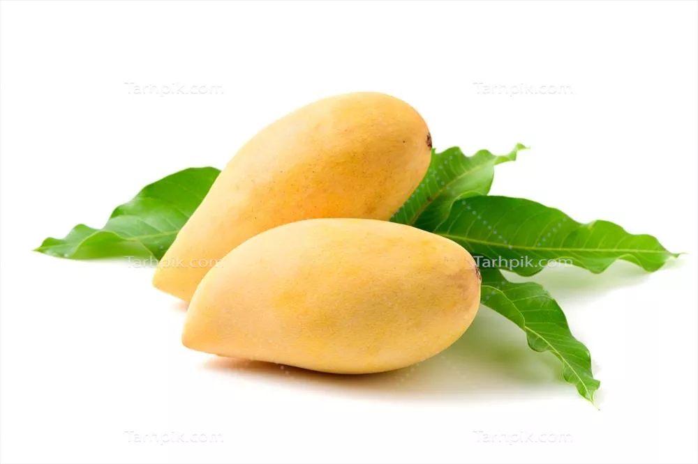 دو عدد انبه زرد رسیده خوشمزه با برگ سبز در حالت ایزوله