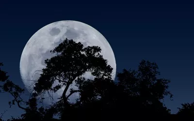 سکوت شب: سایه درختان در برابر ماه در حال طلوع