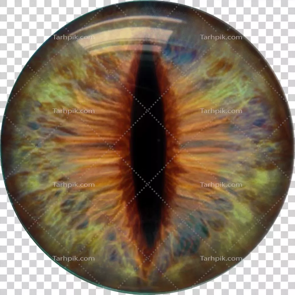 دنیای تخیلی حیوانات: اژدها، گربه و چشم‌های جادویی آن‌ها