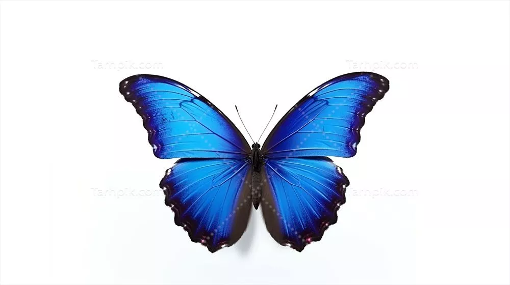 تصویری از پروانه مورفوی آبی روی پس‌زمینه سفید با استفاده از هوش مصنوعی