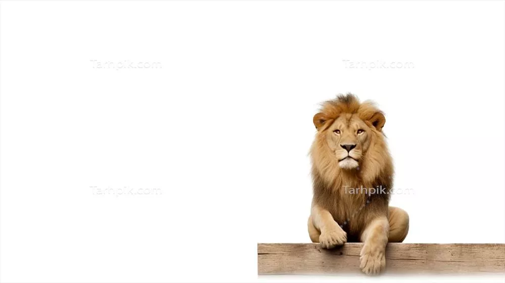 تایپوگرافی خلاقانه و نقاشی دیجیتال شیر بر روی پسزمینه سفید