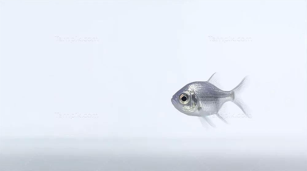تصویر زیبا و خلاقانه از یک ماهی تترا بر روی پس‌زمینه سفید با استفاده از هوش مصنوعی