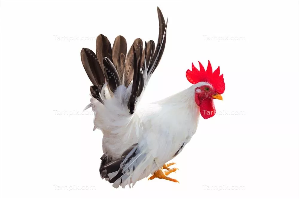 مرغ سفید جدا شده بر روی پس زمینه سفید با قابلیت برش تصویر