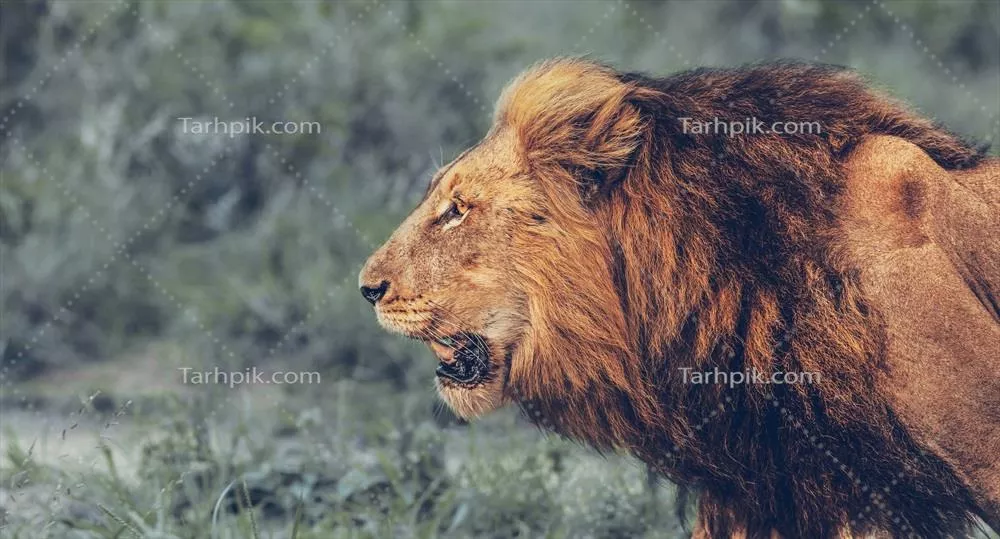 پرتره و غرش شیر خشمگین در دل طبیعت وحشی