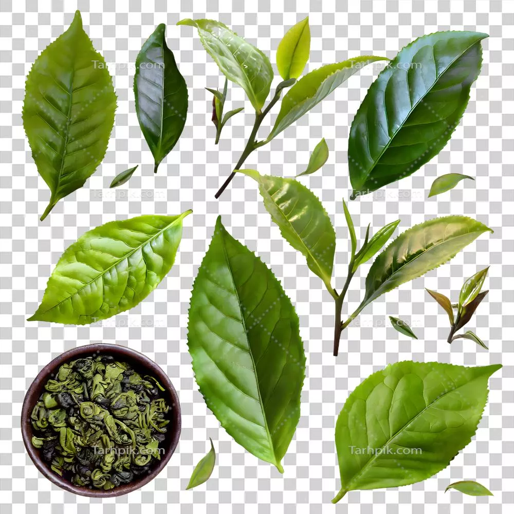 برگهای چای سبز تازه در پسزمینه شفاف و جداگانه