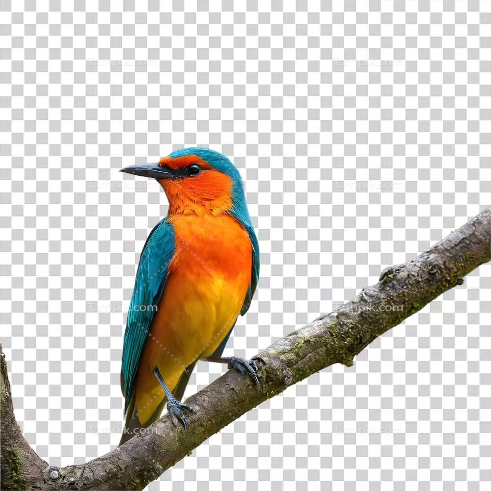 پرنده‌ای شگفت‌انگیز و درخشان که به تنهایی بر روی درخت نشسته است