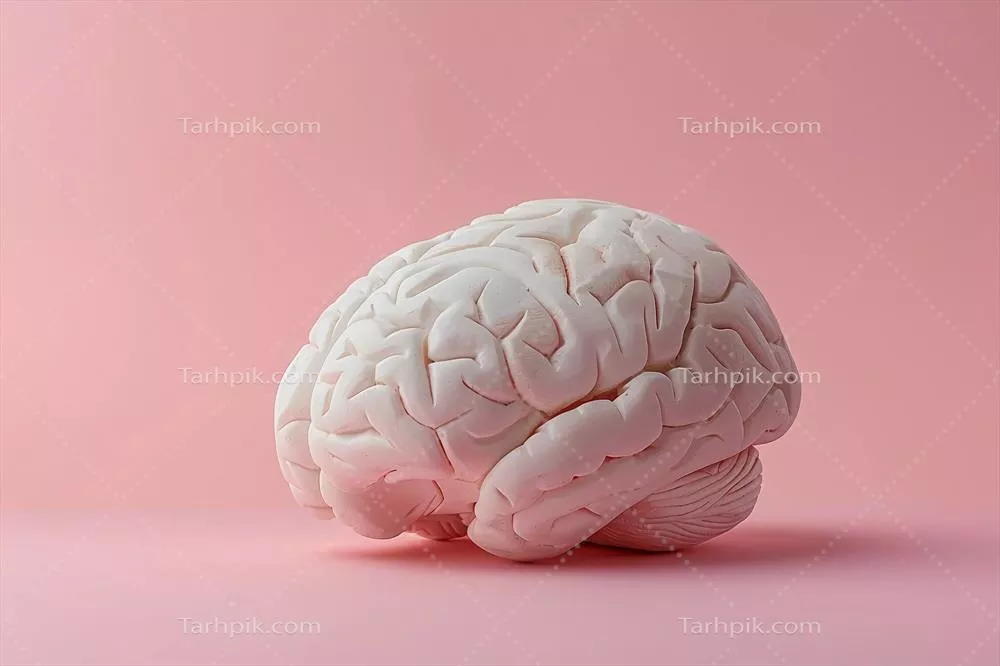مدل واقعگرایانه مغز انسان ساخته شده از سنگ سفید در پسزمینه ملایم صورتی