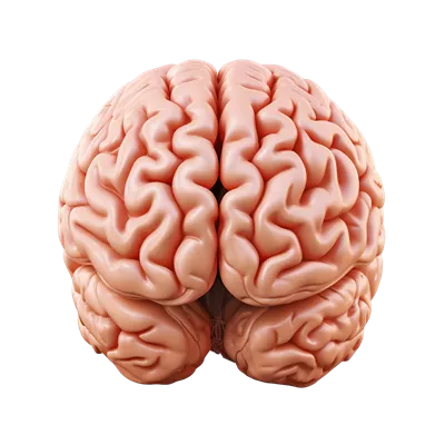 آناتومی مغز انسان: ساختار سیستم عصبی مرکزی به صورت تولید شده توسط هوش مصنوعی