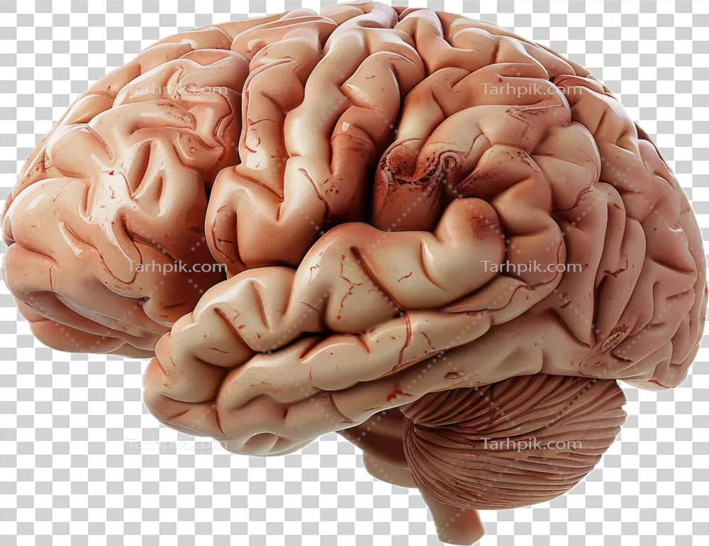 مدل آناتومیکی مغز انسان تولید شده با هوش مصنوعی