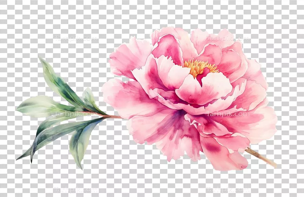 گل شاهانه پنجه‌ای سفید و صورتک صورتی ملایم برای عروسی و دعوتنامه ها