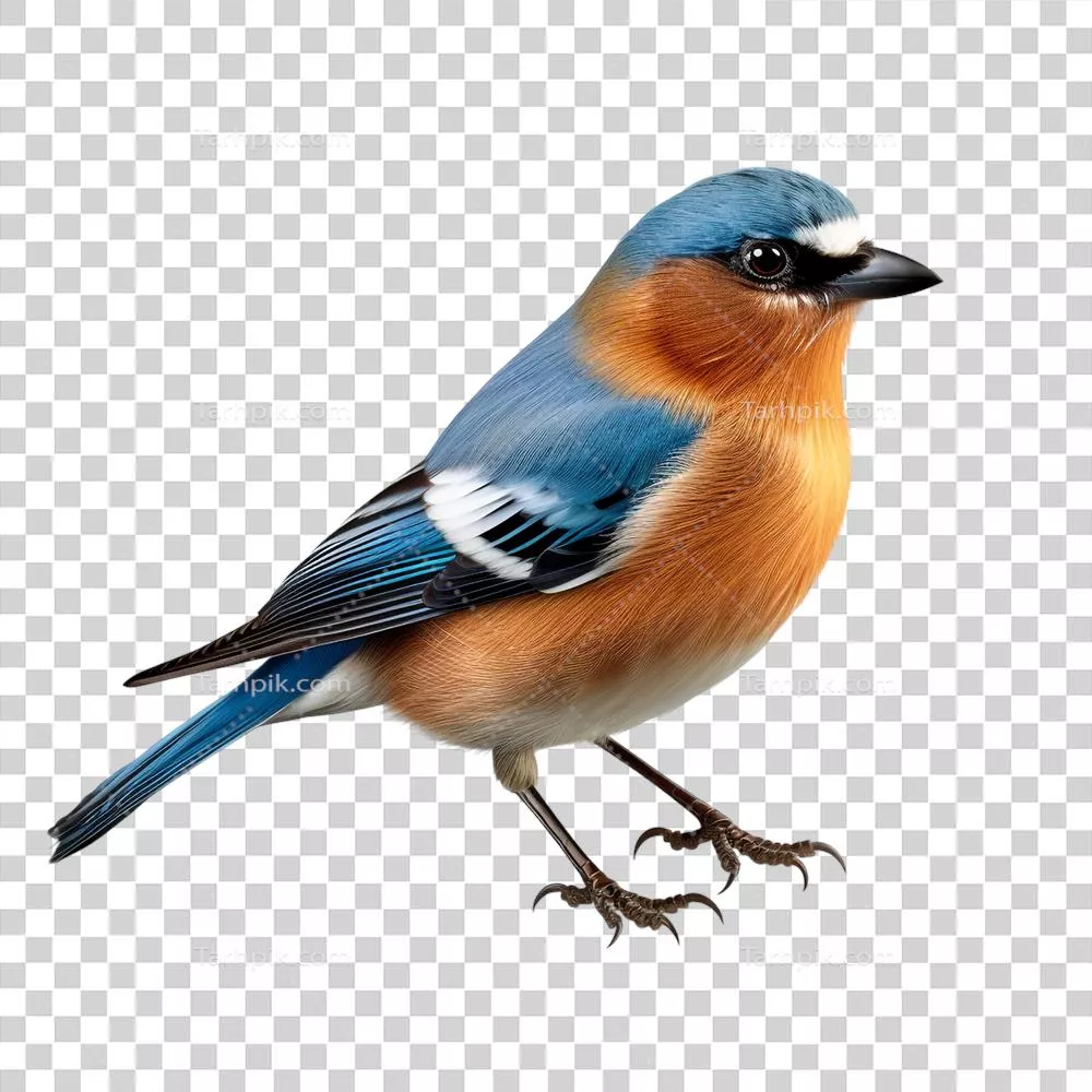 پرنده بر روی پس زمینه شفاف: زیبایی طبیعت در تصاویر دیجیتال