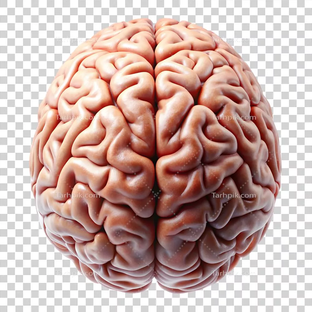 آناتومی دقیق مغز انسان در پس زمینه شفاف و ایزوله شده