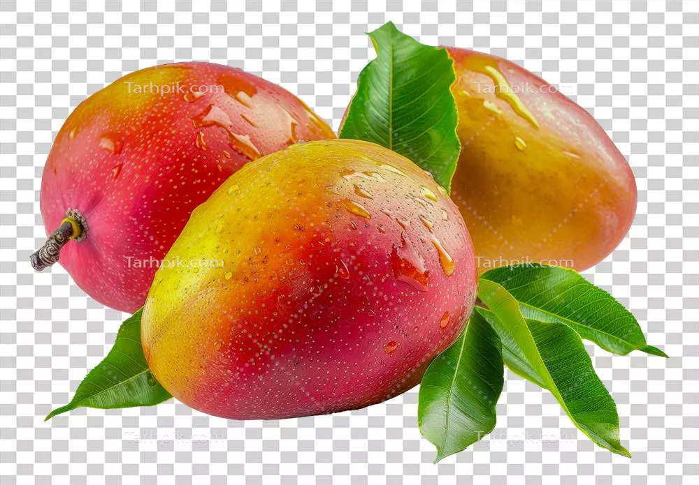 مغز تازه انبه با قطرات شبنم و برگ سبز به طور جداگانه