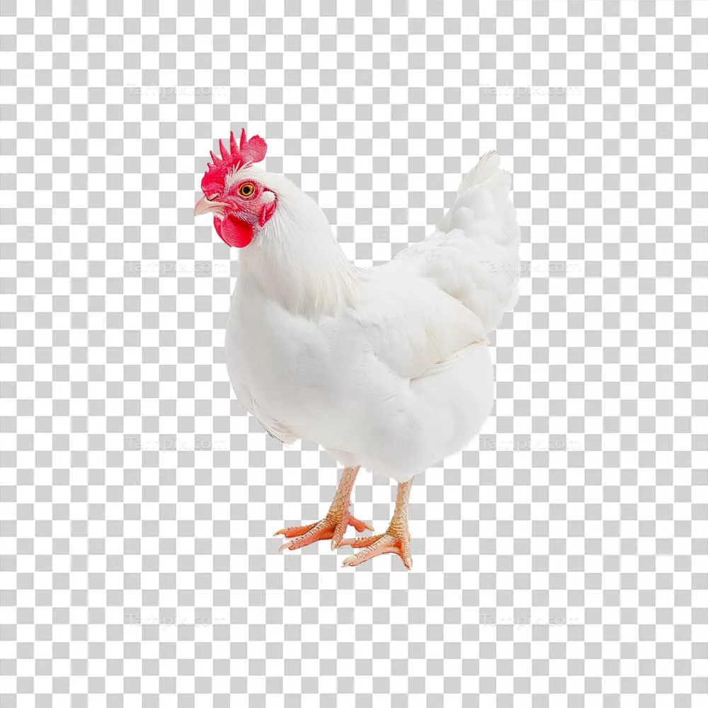 عکس مرغ روی زمینه شفاف با کیفیت بالا و طراحی جذاب