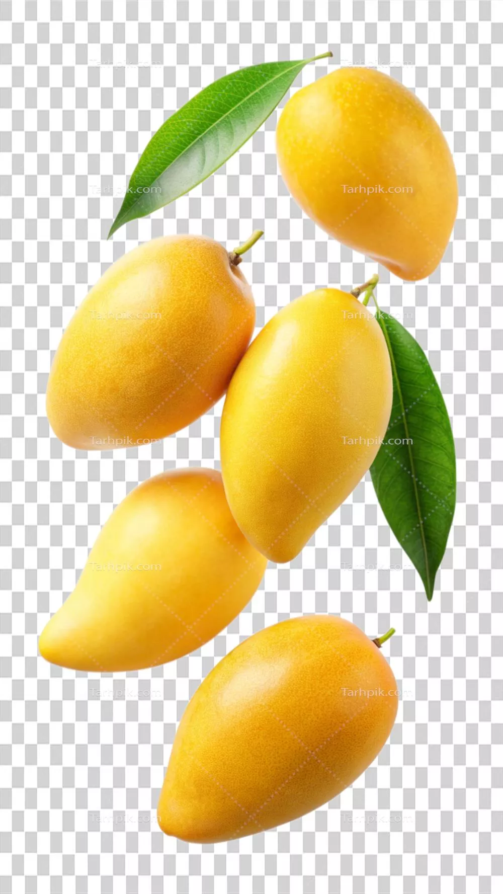 تصویری جذاب از افتادن انبه‌های رسیده و خوشمزه در طبیعت