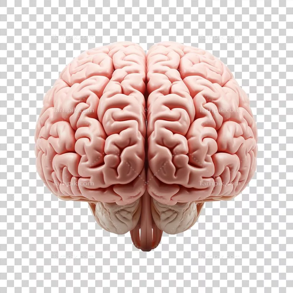 نگاهی جامع به آناتومی مغز انسان و ساختارهای مربوطه آن برای درک بهتری