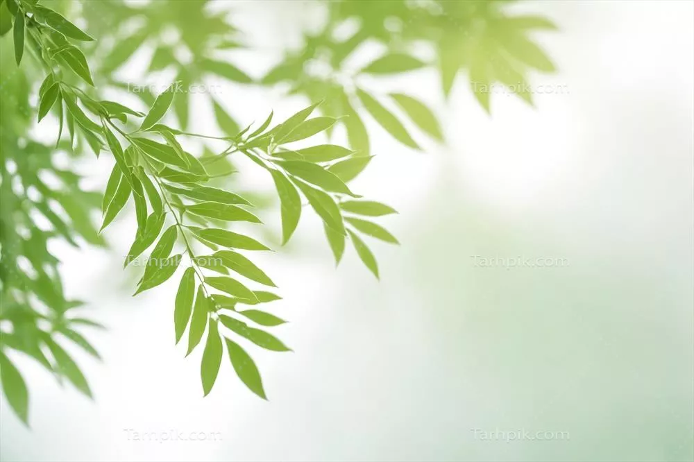 برگهای سبز با پسزمینه ای محو و زیبا