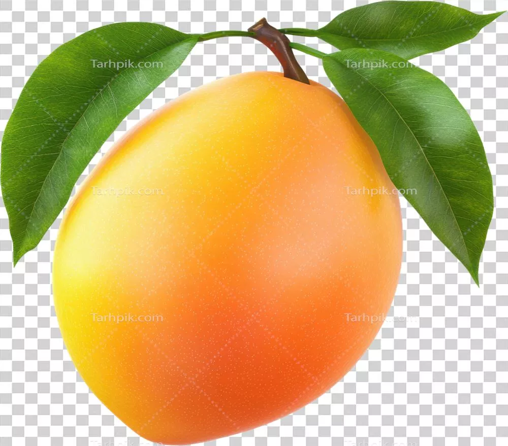 موزاییک منحصربه‌فرد از انبه‌های درخشان و برگ‌های سبز شاداب بر روی زمینه شفاف