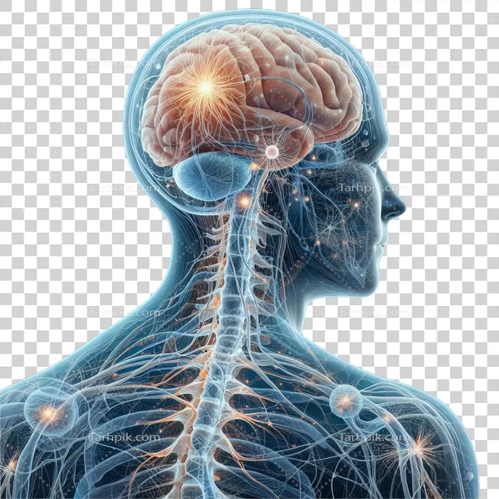 تحلیل عمیق سیستم عصبی و مغز انسان: توابع و کاربردها در علم اعصاب