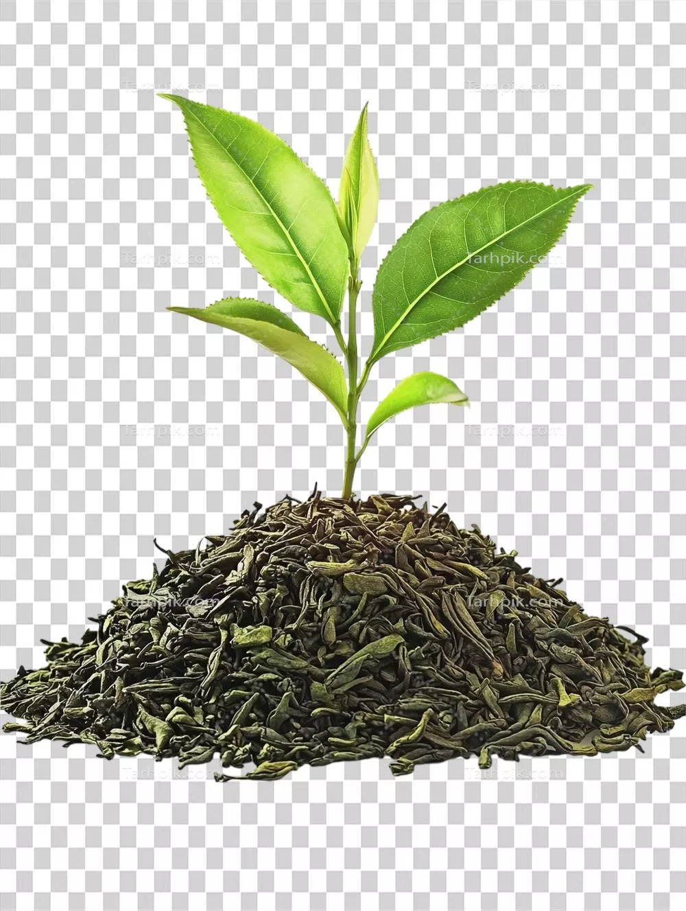 رشد گیاه چای سبز بر روی توده ای از برگ های چای سبز تازه و خوشمزه