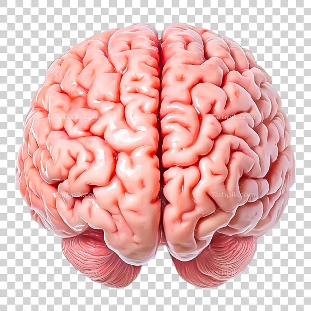 مدل آناتومیکی واقعی از مغز انسان با ساختار دقیق و جزئیات برجسته