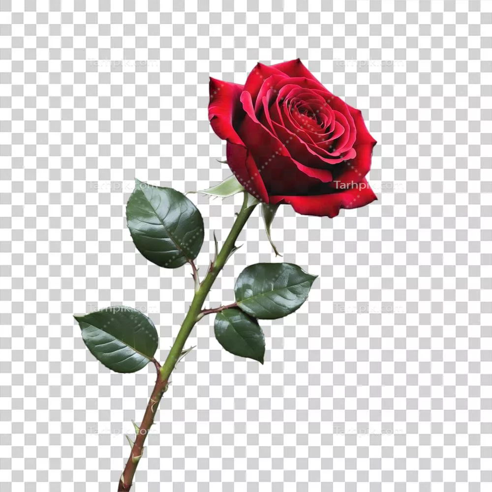 طراحی های شگفت انگیز برای عشق و رومانس در مراسم عروسی