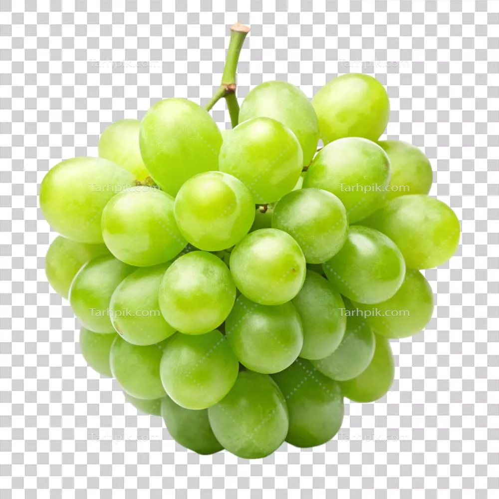 خوشه انگور سبز تازه و خوشمزه مناسب برای خوردن سالم و استفاده در آشپزی