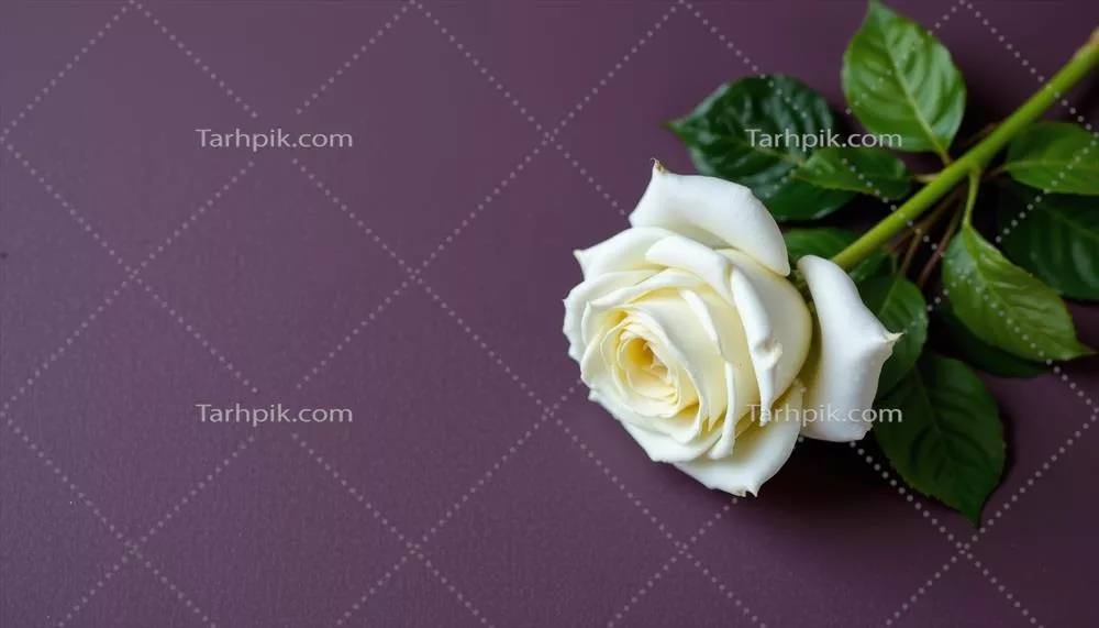 زیبایی مینیمالیستی گل سفید و سبز در پیش زمینه ی یکنواخت