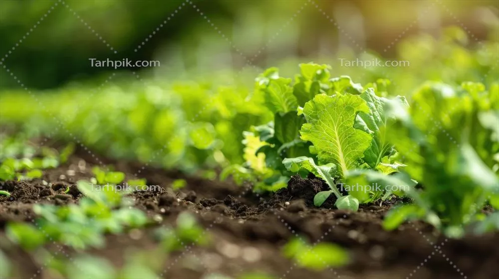 رشته‌ای از سبزیجات برگ سبز در خاک حاصلخیز تحت نور خورشید
