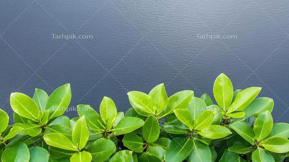 فریم طبیعی با برگهای سبز در برابر پسزمینه خاکستری تیره
