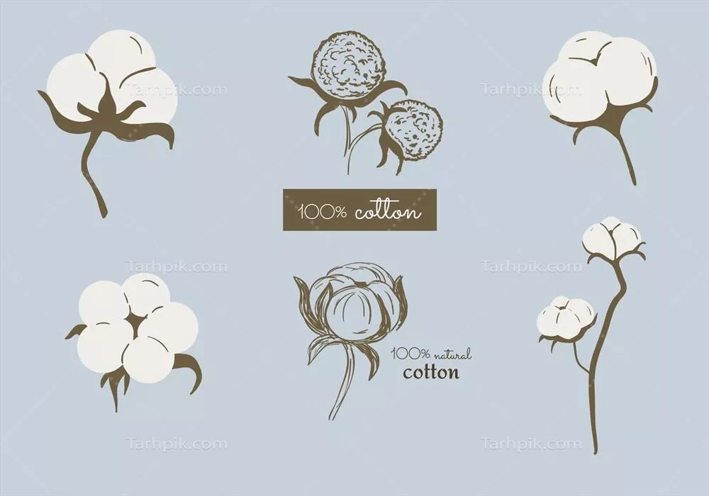 مجموعه وکتور گیاه پنبه برای استفاده بهعنوان عناصر دکوراتیو در کارتهای تبریک و بیشتر