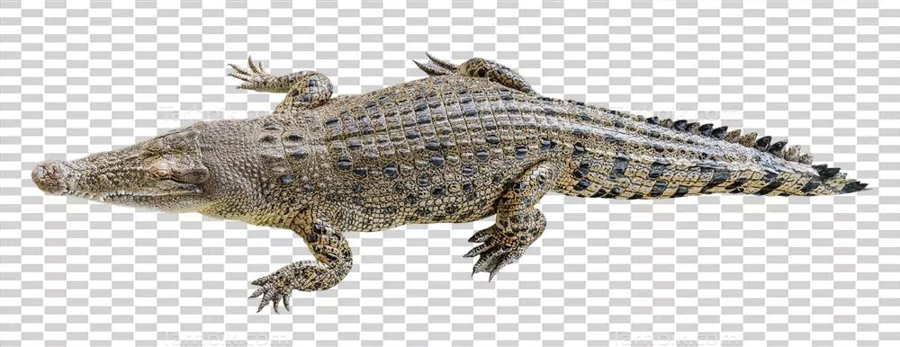 عکس دوربری خواب ن crocodile های آب شور: عادات خواب و رفتارهای آنها در حیات وحش