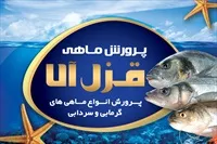 تصویر 3